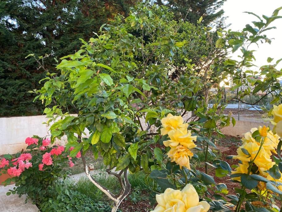 كساميل Guesthouse Xhimi المظهر الخارجي الصورة